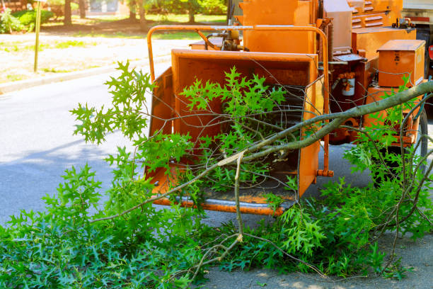 The Steps Involved in Our Tree Care Process in Iron Mountain, MI